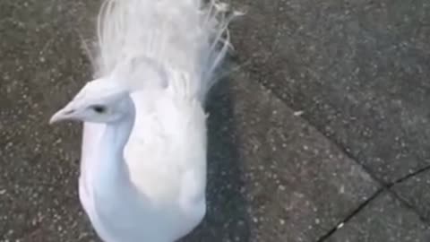 Most Beautiful Birds on Planet White Peafowl 🦚