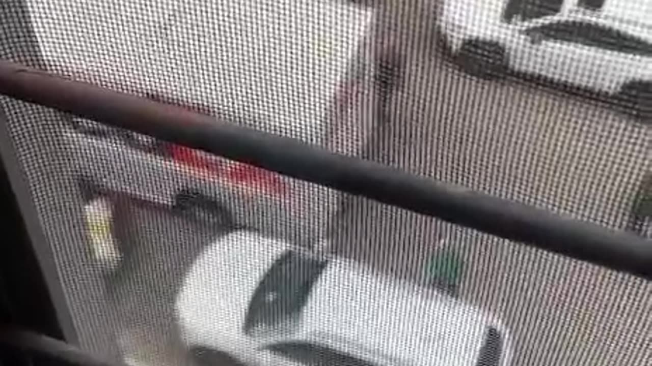 Good Morning New York