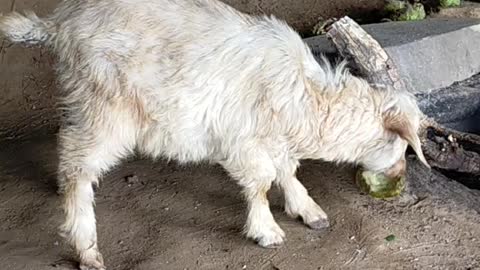 Qyut Baby goat for animals videos❣️❣️👍️👍️🙏🙏