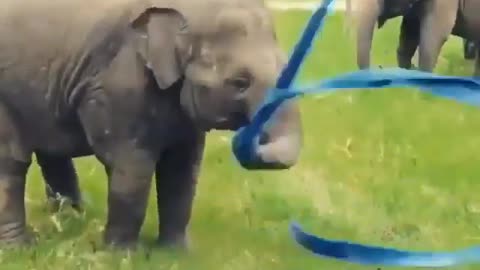 Elephant playing