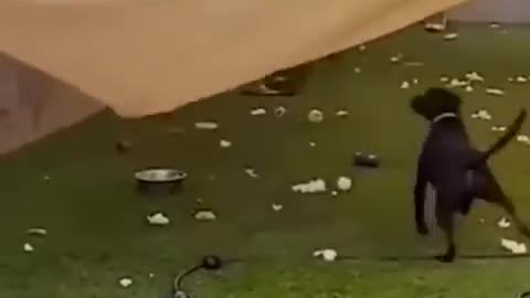 funny dog videos