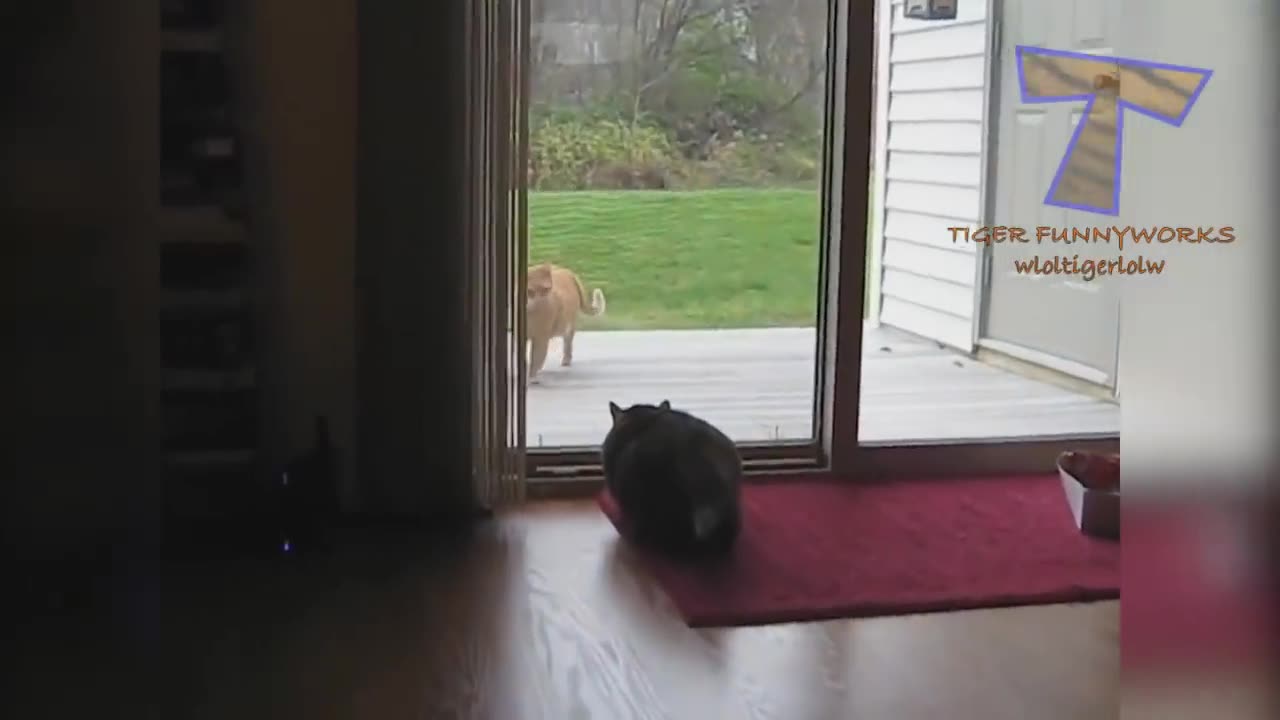 crazy cats