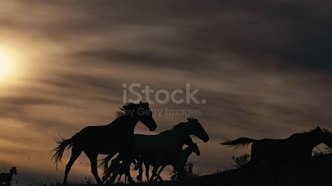 Horses running on a grass field