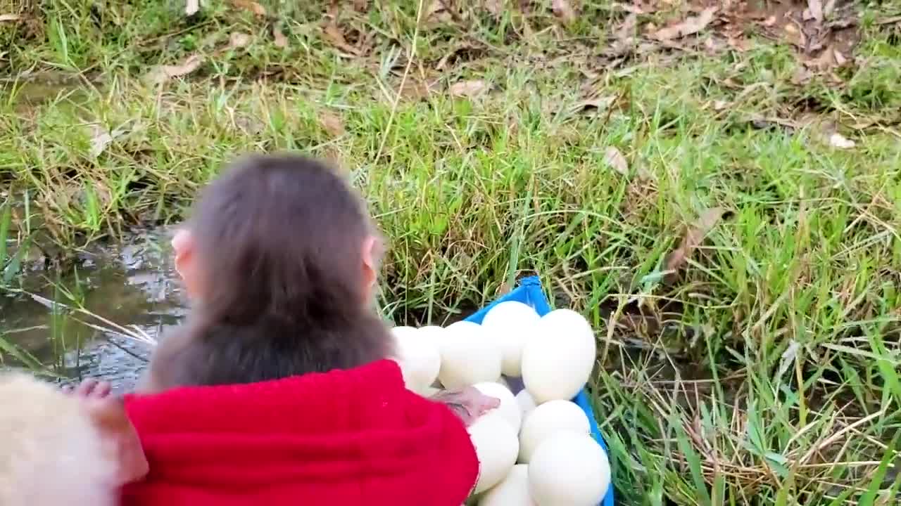 Baby monkey goes boat to collect duck eggs to help dad