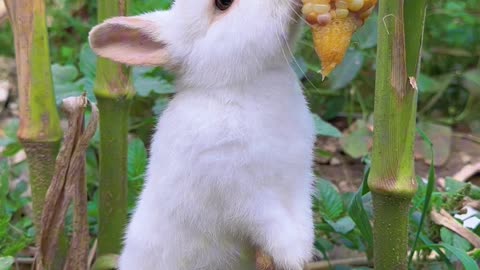 Baby rabbit eating corn in the garden