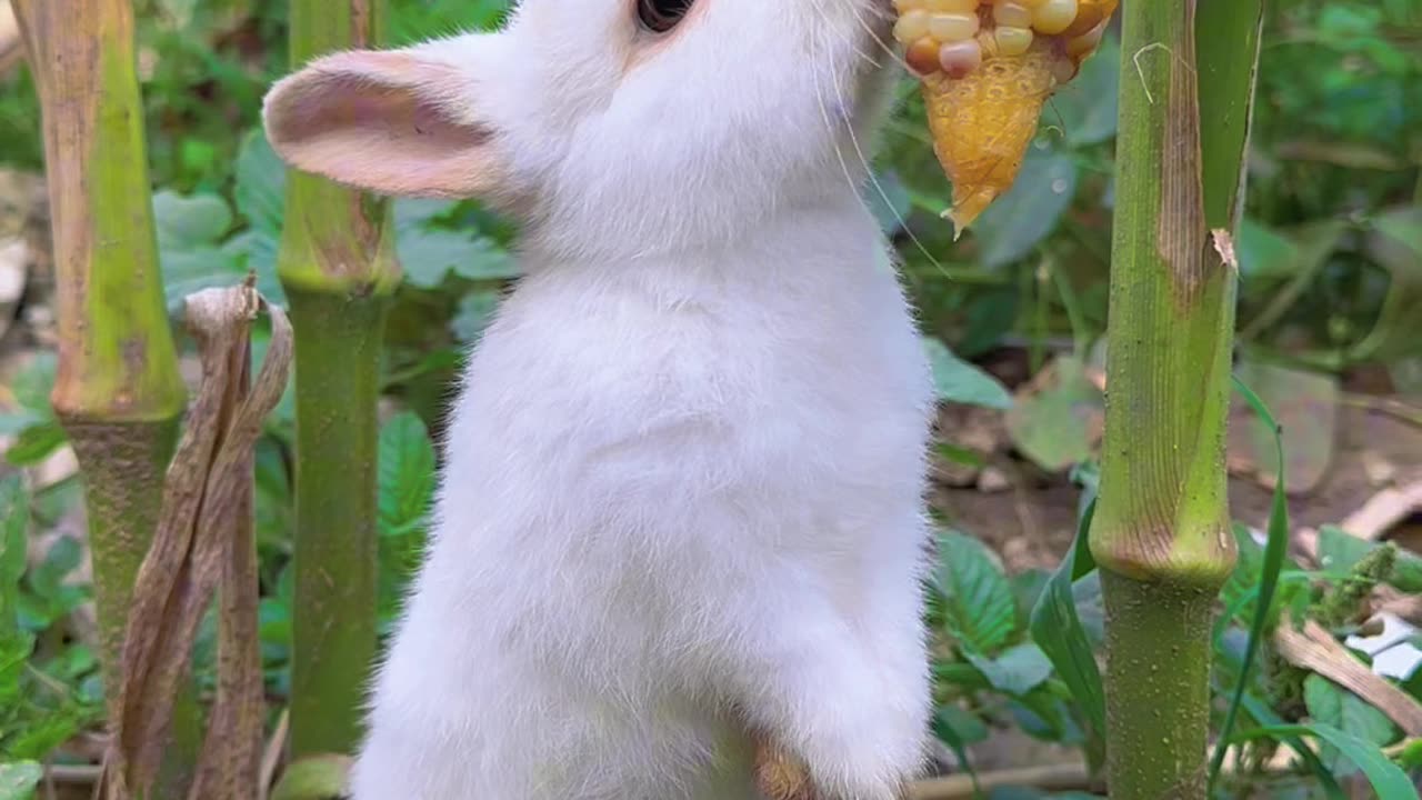 Baby rabbit eating corn in the garden