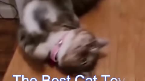 Funny Cat Videos