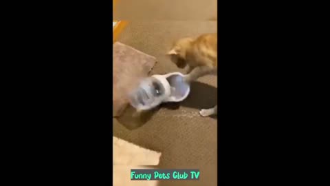 Funny Animal Videos 🤣 Funniest Cats and Dogs Videos 2024