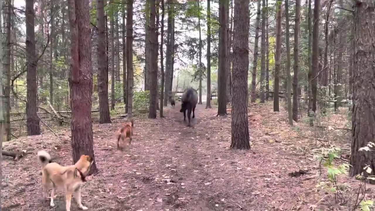 Horse kicks tree, farts on dogs then runs away.