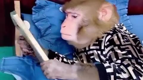 Monkey watching Reels on mobile