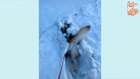 FUNNY DOG VIDEO