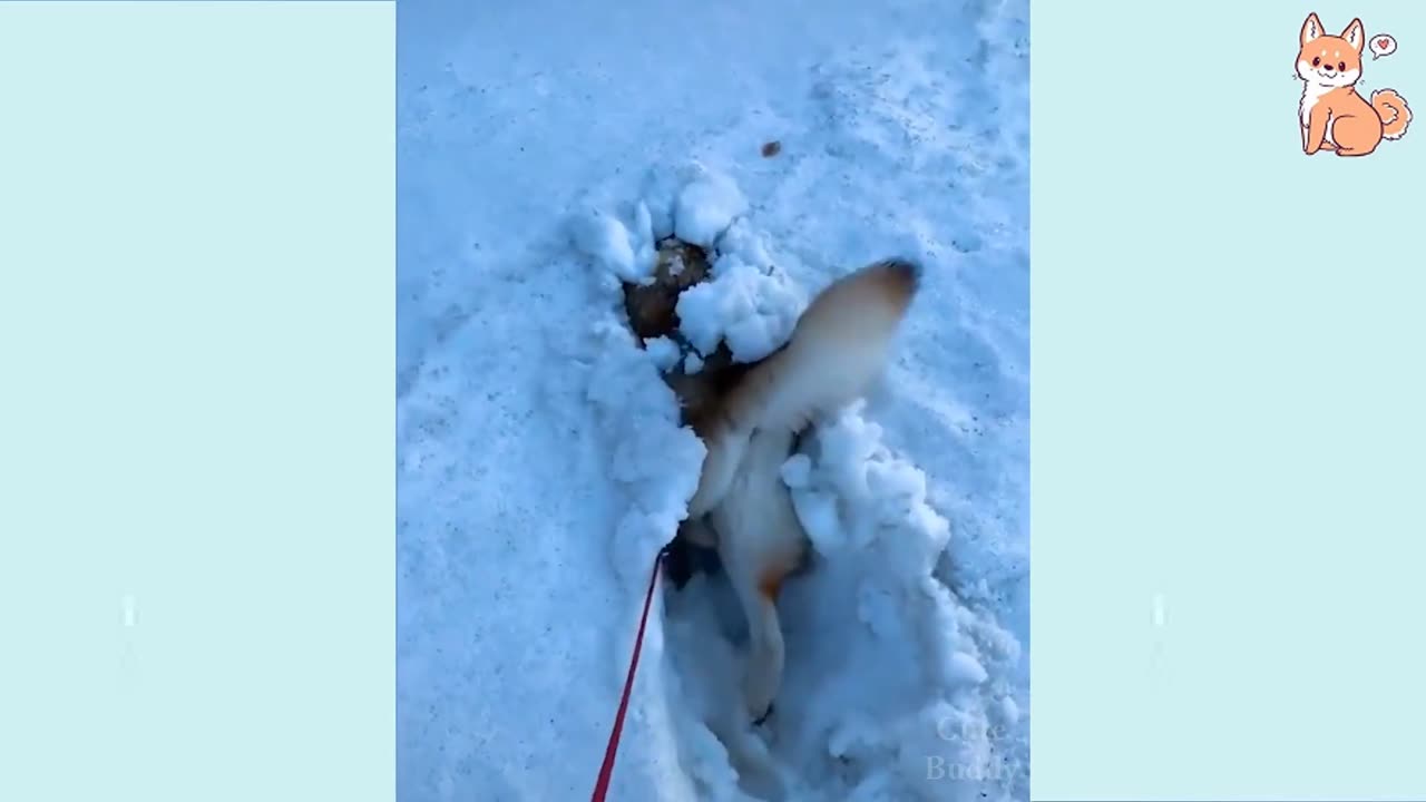 FUNNY DOG VIDEO