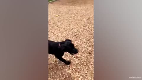 Best Cats and Dogs in 20 Minutes Trending Funny Animals