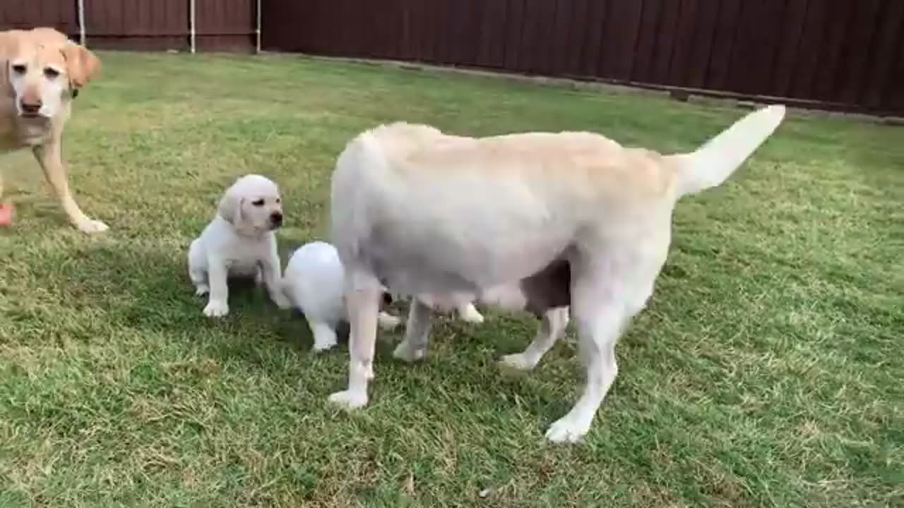 GREAT ESCAPE! Adorable Lab Puppies Play Outside