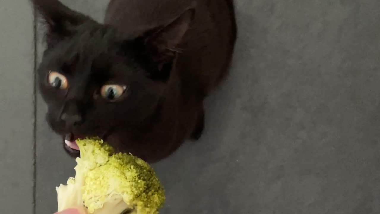 Harper eating broccoli