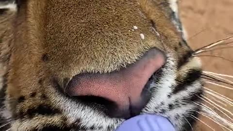 Que lindo gatito, algo grande pero no le quita que es un gatito