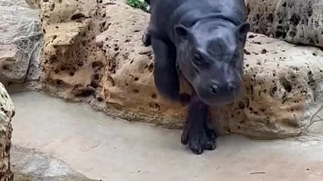 He spent ten minutes following this frog9