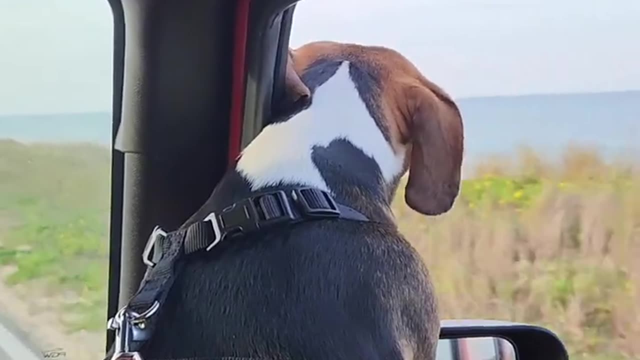 We invite you to ride up the Beautiful coast of Flagler Beach with Angie and Botorious Bo