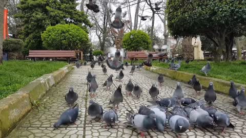 PIGEON_BIRD