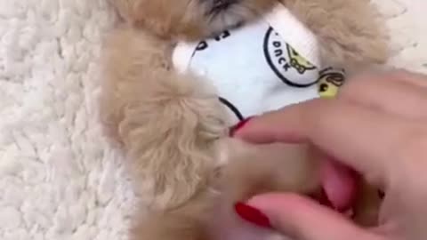 Cute puppy