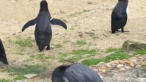 Today we saw penguins swim