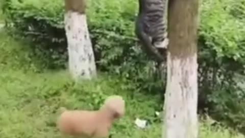 funny animals video