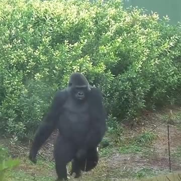 Funny Animal and Nature Videos