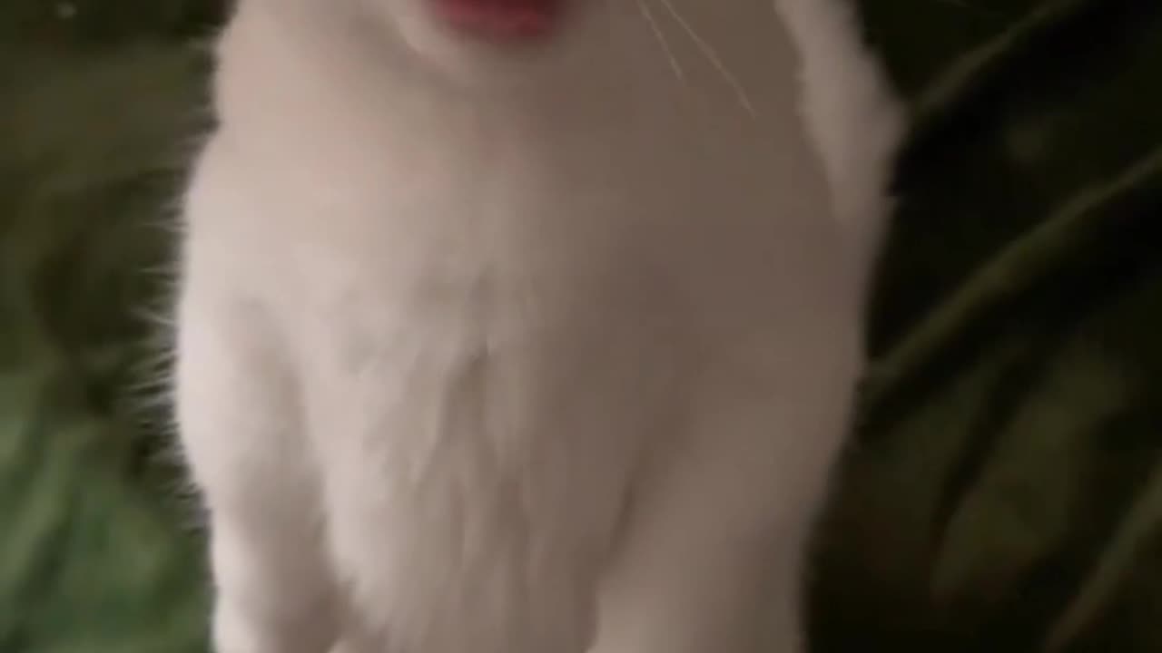 Cat: Aren’t my hints obvious enough?