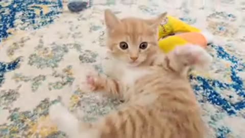 All The Kittens cute kitten sounds all about kittens rumble, rumbling