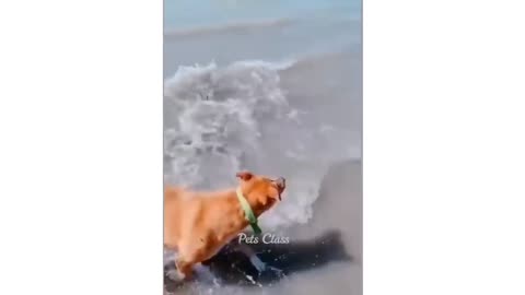 Funny Dog