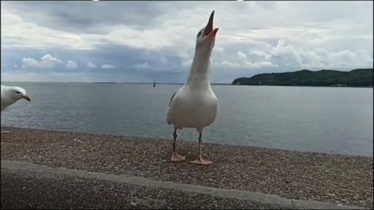 funny animal-Mockery from seagulls