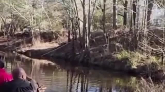 Alligator during baptism.