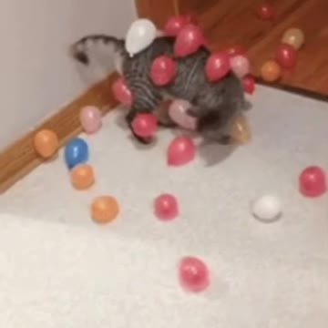 Cute Cat Gif 🥰💗🐈