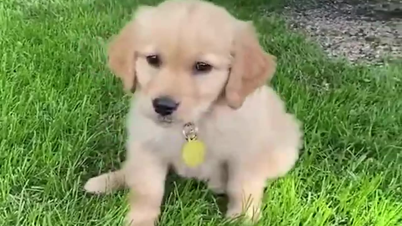 Funny and Cute Dogs Compilation 2022