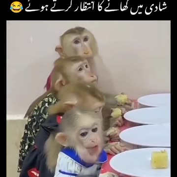 papa ki pariyan apni dost ki shaadi mein khane ka intezar karte hue