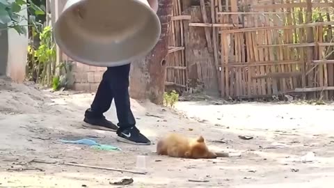 Troll Prank Dog Funny _ fake Lion and Fake Tiger Prank To dog _ Huge Box Prank to dog