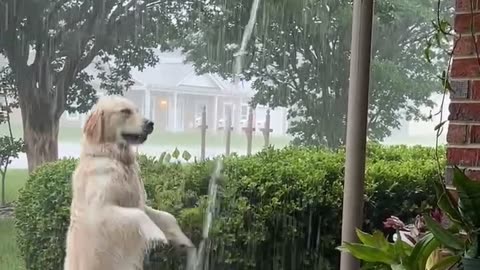 Golden Retriever Plays in the Rain