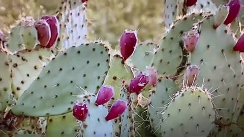 Squirrel eating cactus लोखर्के