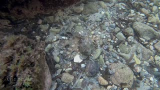 Octopus Expertly Camouflages Itself