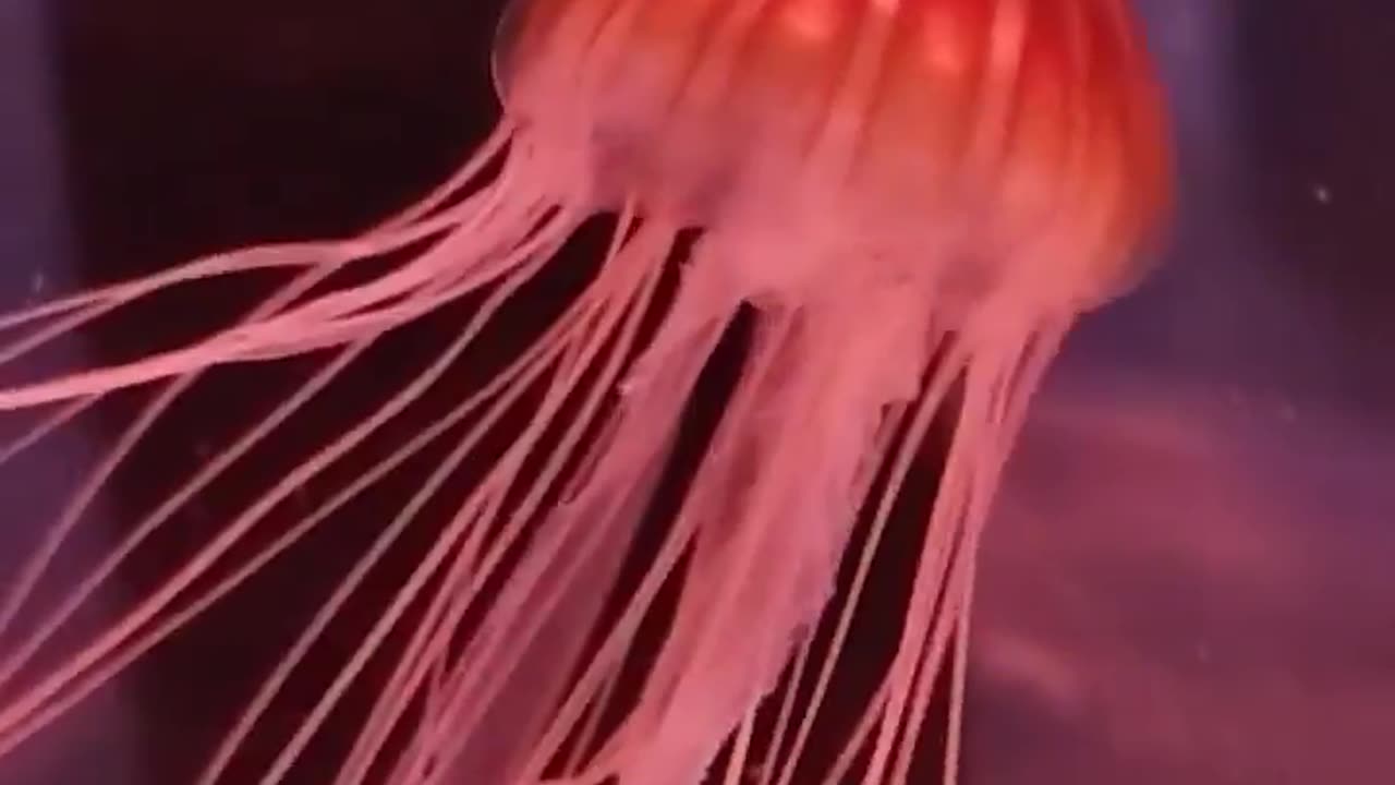 Jellyfish