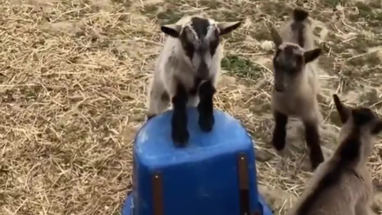 Goat Babies Having Funn