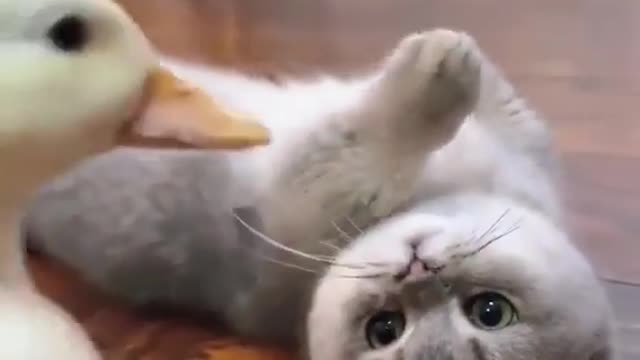 Cute Cat Fighting