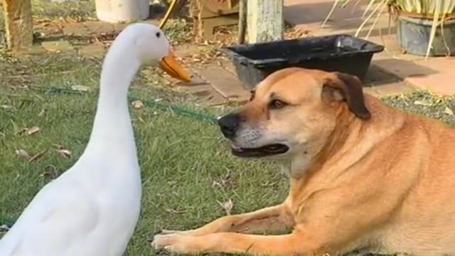Hahaha, stupid dog: I have endured you for a long time, dog