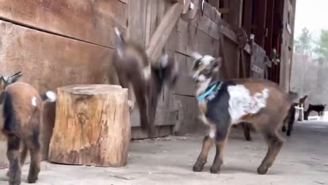 24 Curious goat kids!