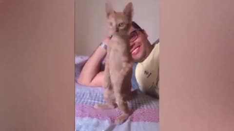 Funny cats, Funny Animals, Funny Animal Videos, and Funny Cats