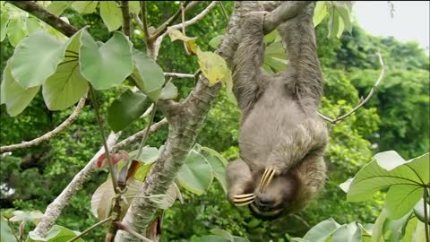 Three-toed Sloth: The Slowest Mammal On Earth