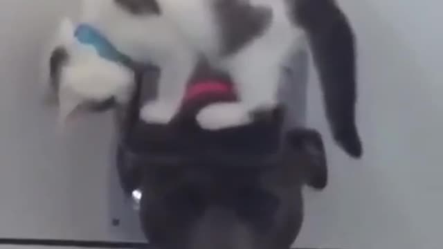 Little Kitty play with dog. So Funny 😹