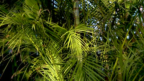 Beautiful Palm. Leaves Nature background - Full HD 1080 - No Copyright Video _ Not Audio