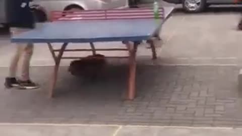 A dog with a passion for sports #shorts #viral #shortsvideo #video