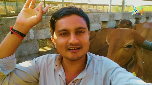 #animalsvlog#india in gujrat cow